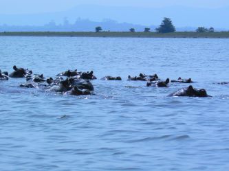 Hipopotamy chuligany na jez.Naiwasha