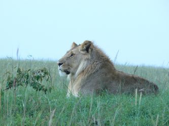 Król Lew -Masai Mara National Park 2013