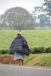 Poranny zapach herbacianych pól