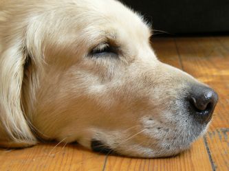 Set-mój najwierniejszy Przyjaciel