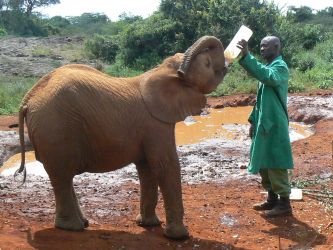 Słoń nie wielbłąd-pić z człowiekiem musi