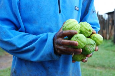 Tak wygląda prawdziwa cytryna